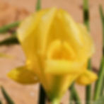 אירוס ירוחם זן צהוב Iris hieruchamensis