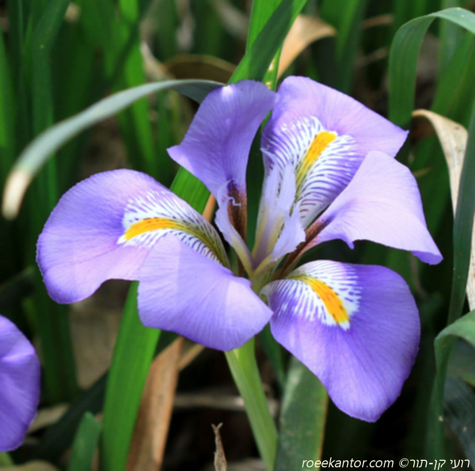 איריס אלג'יראי Iris ungulcuiaris