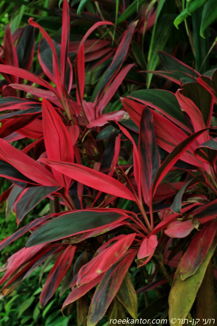 קורדילין אמירי Cordyline terminalis