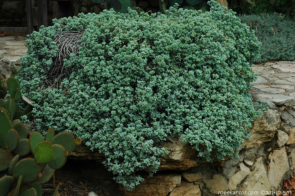 נציץ דלתוני Lampranthus deltoides