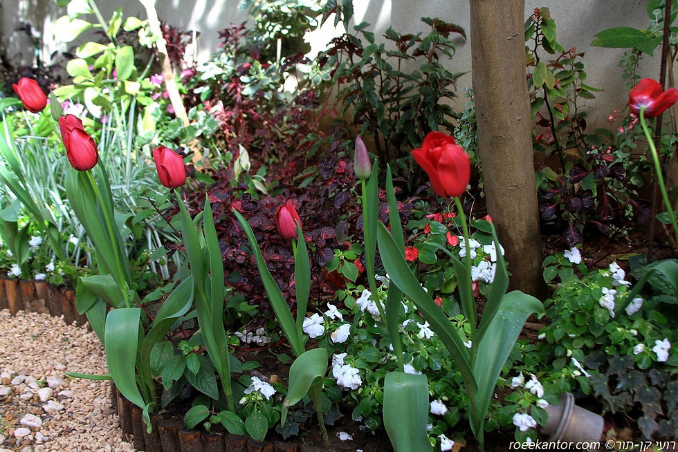 צבעוני Tulipa