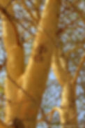 שיטה צהובת-גזע Acacia xanthophloea