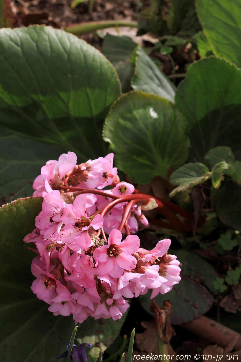 ברגניה לבובה Bergenia cordifolia