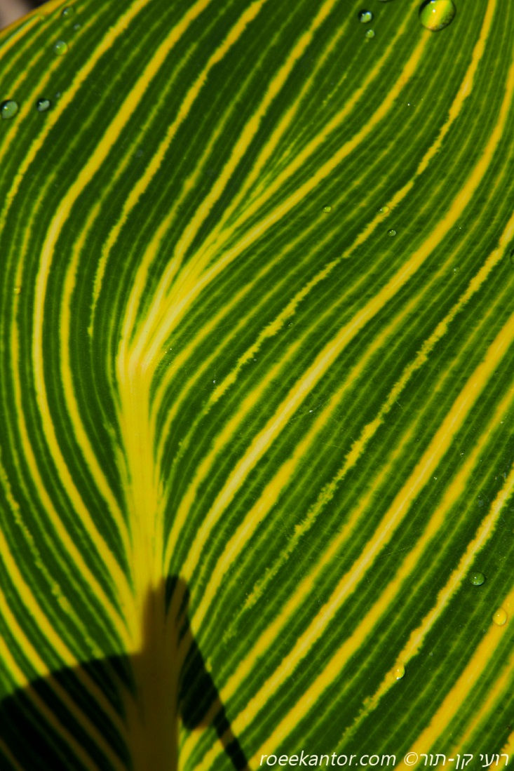 קנה הודית 'פרטוריה' Canna indica 'Pretoria'