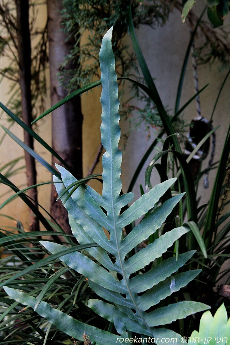 רב-רגל זהוב 'בלו סטאר' Polypodium (phlebodium) aureum 'Blue Star'