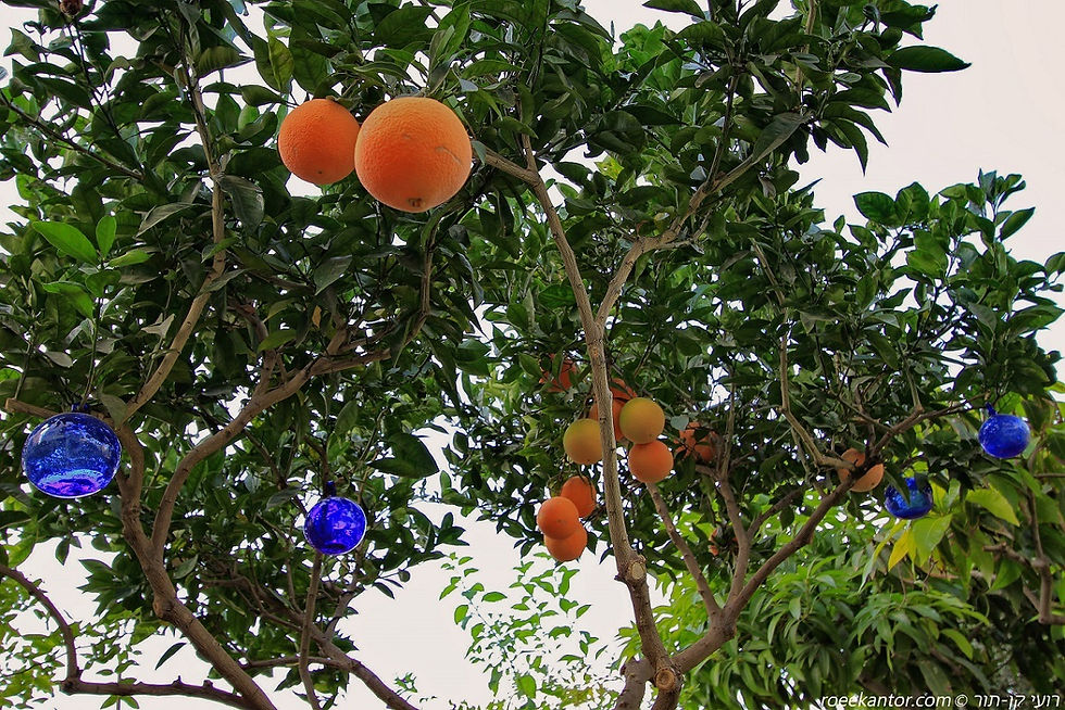 תפוזים כחולים