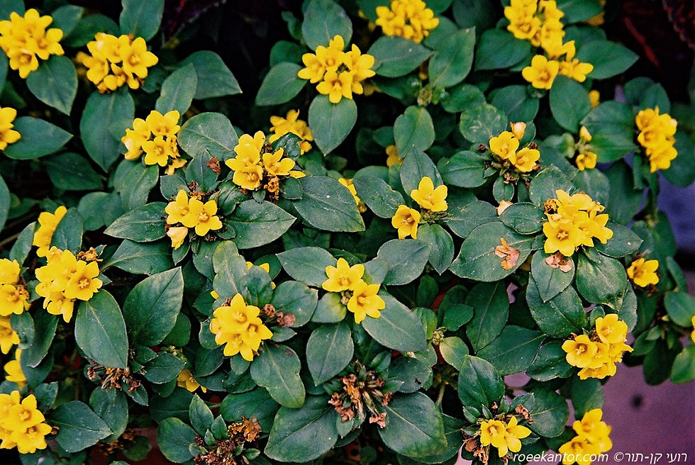 ליסימאכיה צפופת-פרחים Lysmachia congestifolia