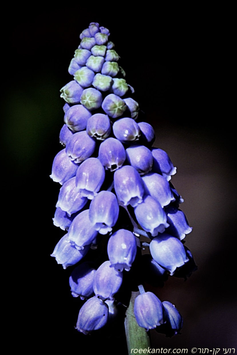 כדן ארמני Muscari armeniacum (1)