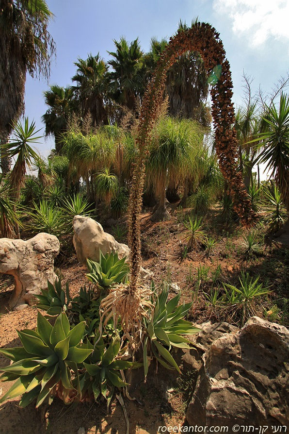 אגבה רכה Agave attenuata