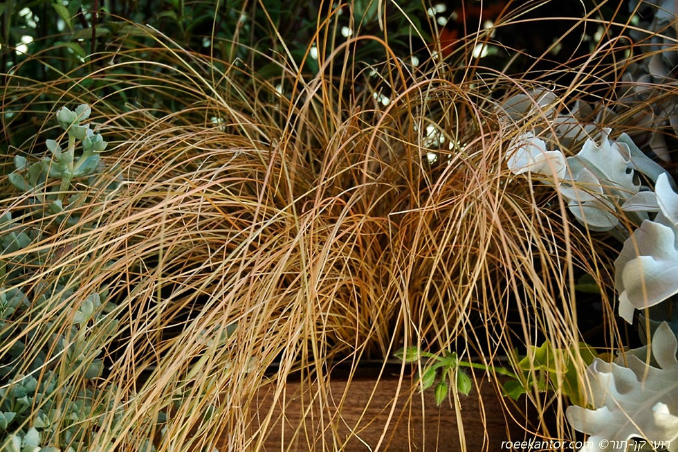 כריך קומנס 'ברונז פורם' Carex comans 'Bronze Form'