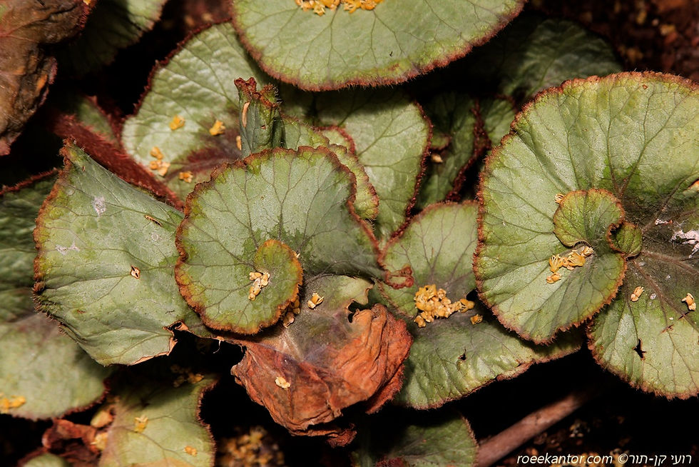 בגוניה מפוספסת- רקס 'אסקרגו' Begonia rex