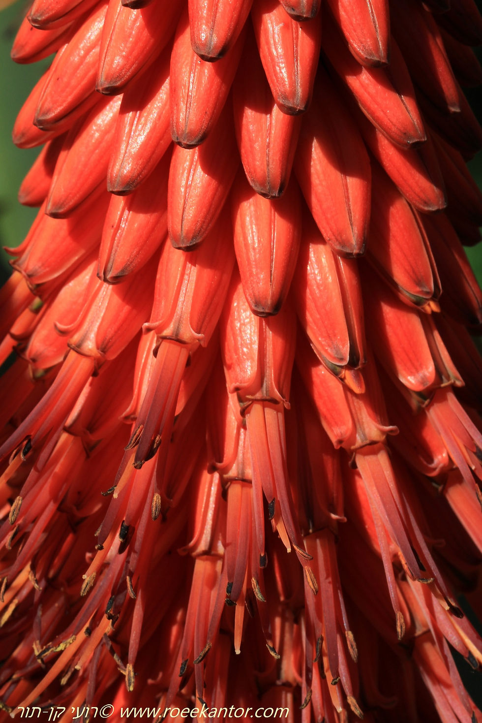 אלוי איום Aloe ferox