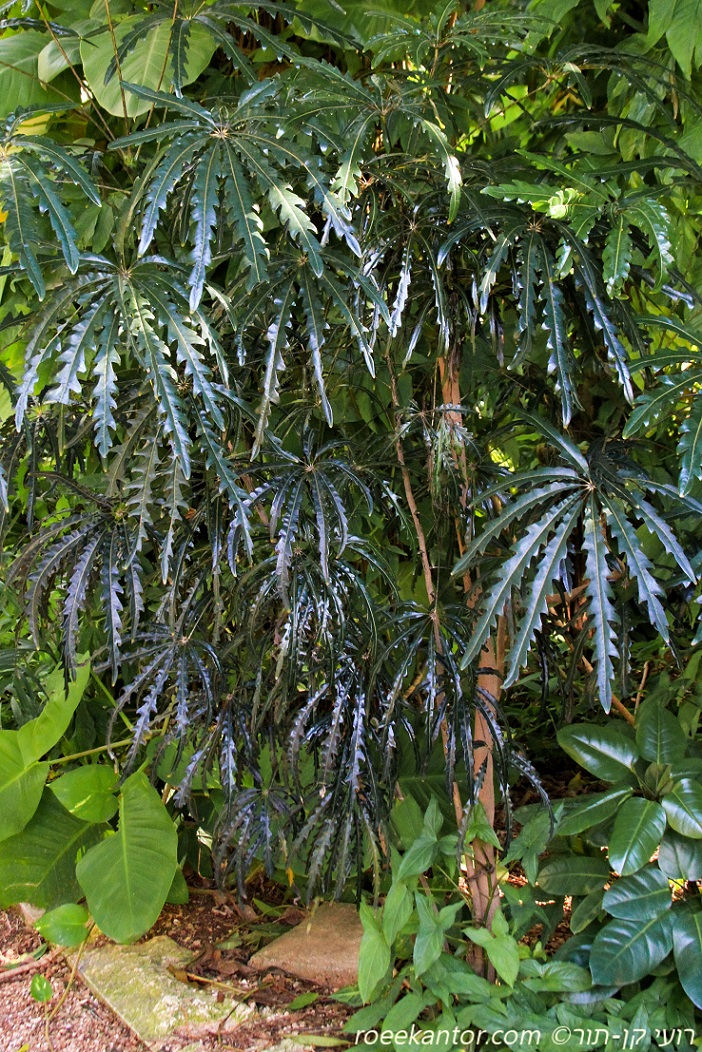 ארליה יפנית Schefflera elegantissima