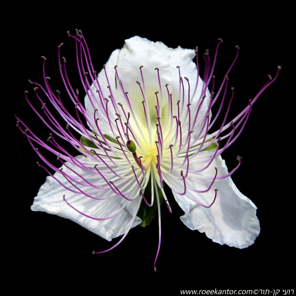צלף קוצני Capparis spinosa