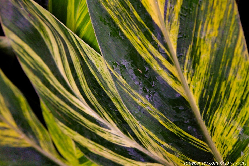 אלפיניה הדורה 'מגוונת' Alpinia speciosa 'Variegata'