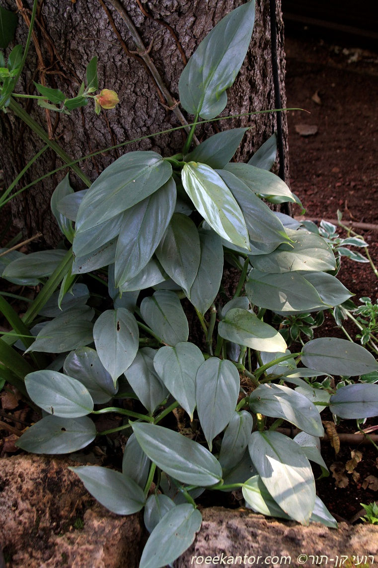 פילודנדרום 'מון לייט' Philodendron 'Moon Light'