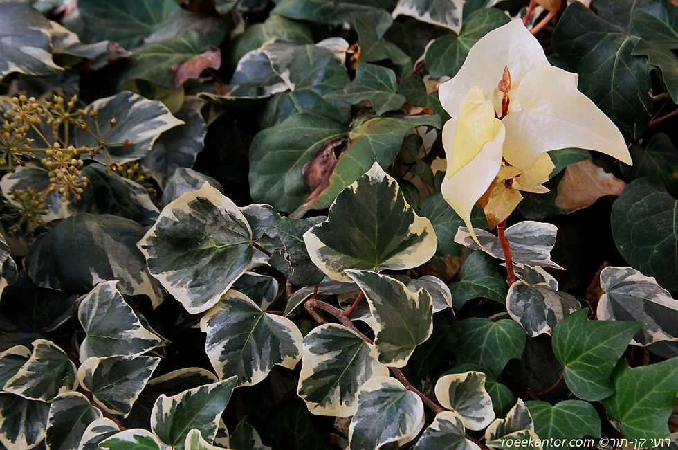 קיסוס החורש 'לוצי' Hedera helix 'Lutzi'