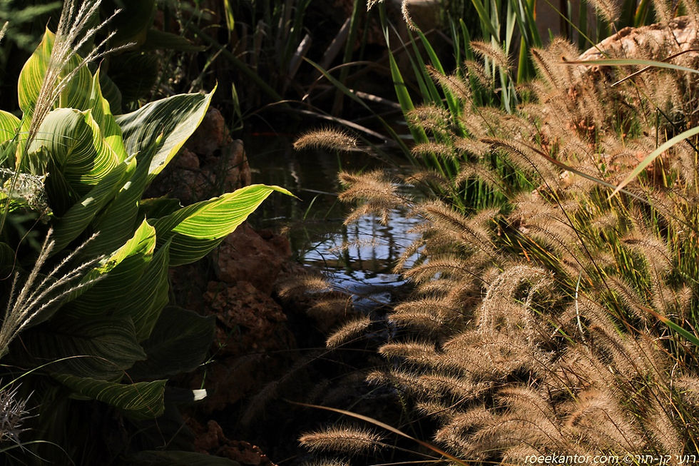 זיף-נוצה זנב-שועלי 'המלן' Pennisetum alopecuroides  'Hameln'