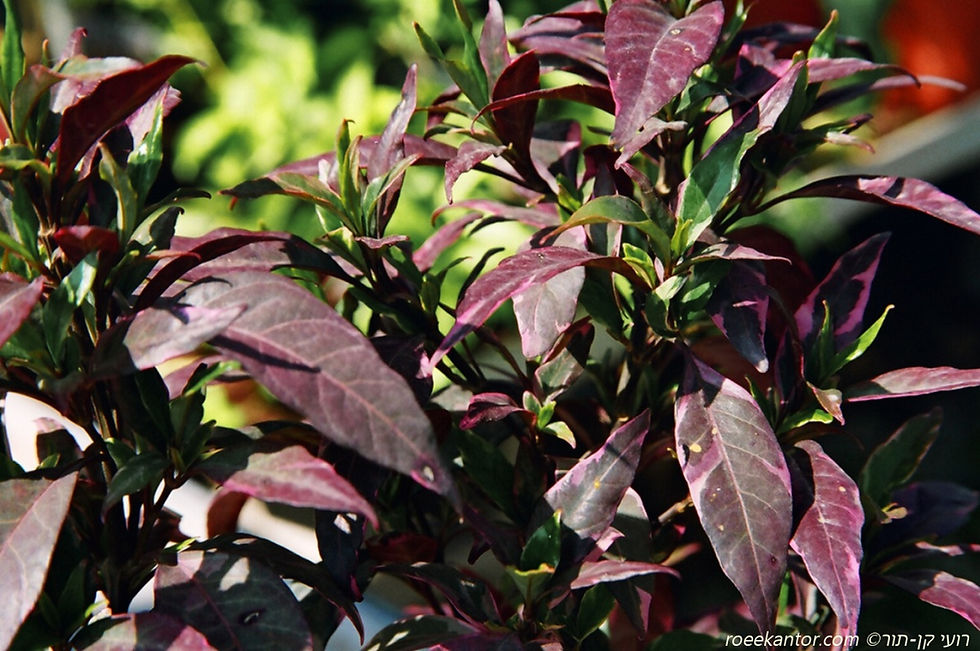ברלריה קהה Barleria obtusa 'Purple Dazzler'
