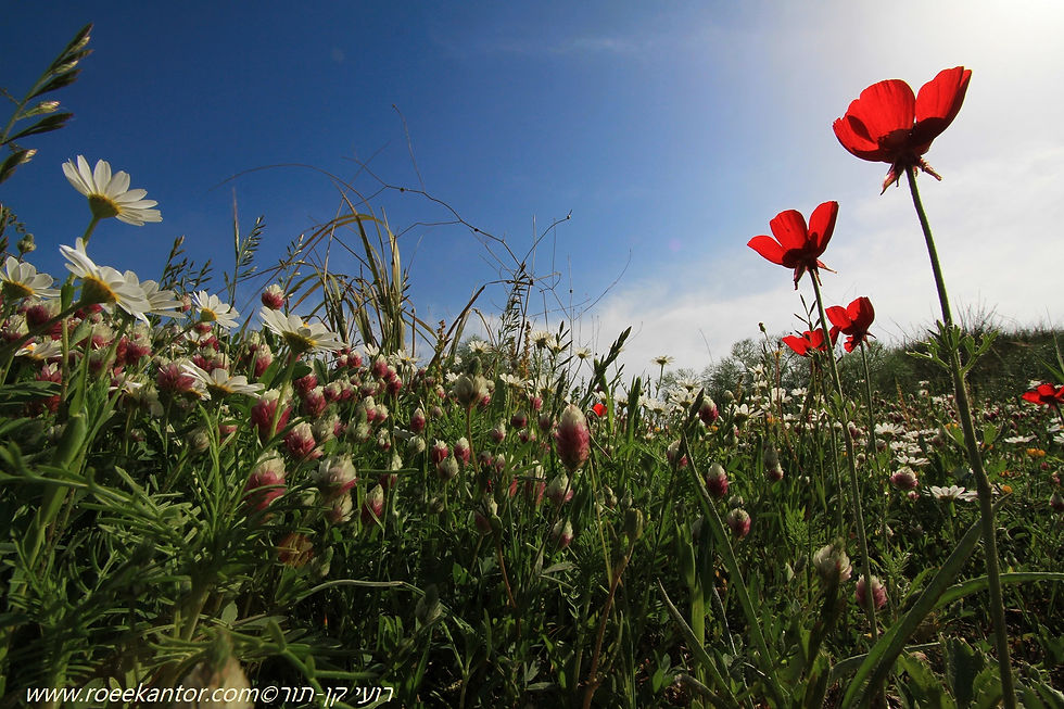נורית אסיה, תלתן דו-גוני וקחוונים