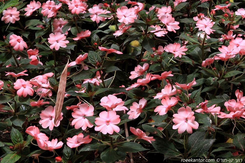 בשמת ניו-גינאה Impatiens new guinea