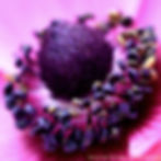 כלנית מצויה Anemone coronaria 1