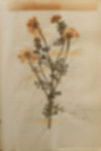 קחוון מצוי Anthemis pseudocotula