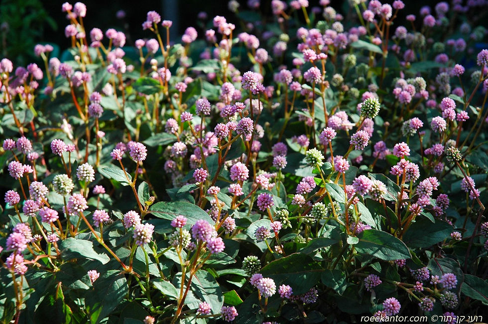 ארכובית קרקפתית Polygonium capitatum