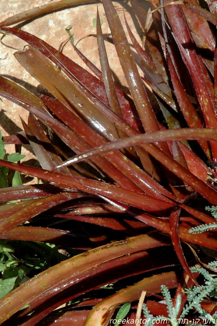 קריפטברגיה רוברה Crytbergia rubra