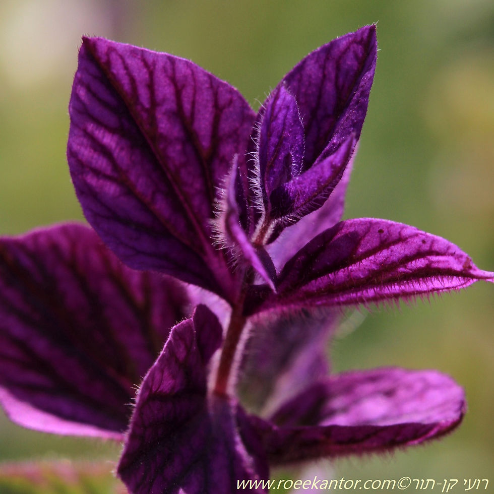 מרוה דגולה Salvia viridis