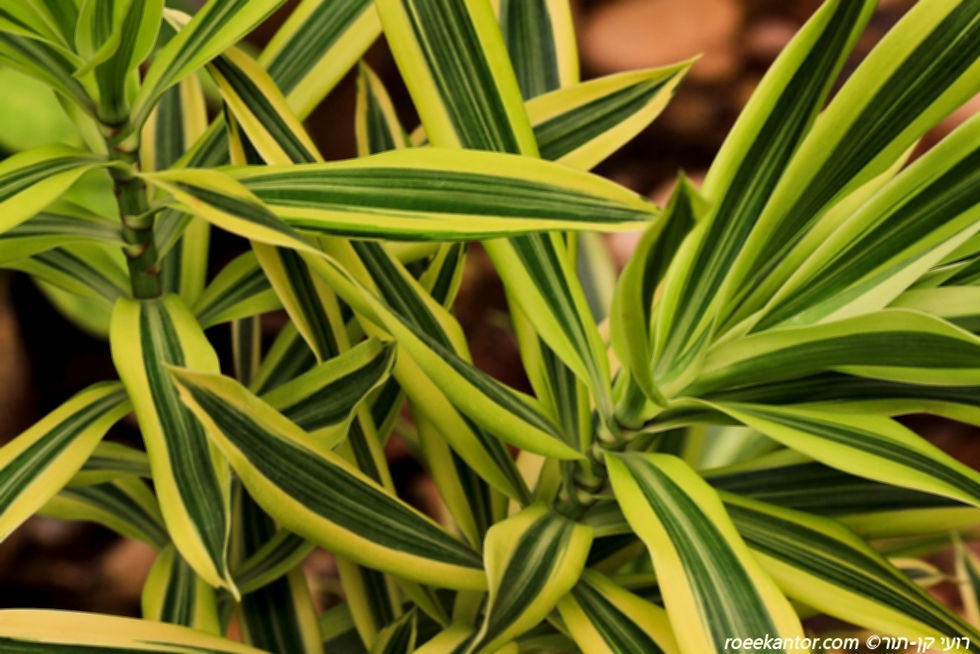 דרקונית מופשלת 'מגוונת מוזהבת' Dracena reflexa cv. 'variegata'