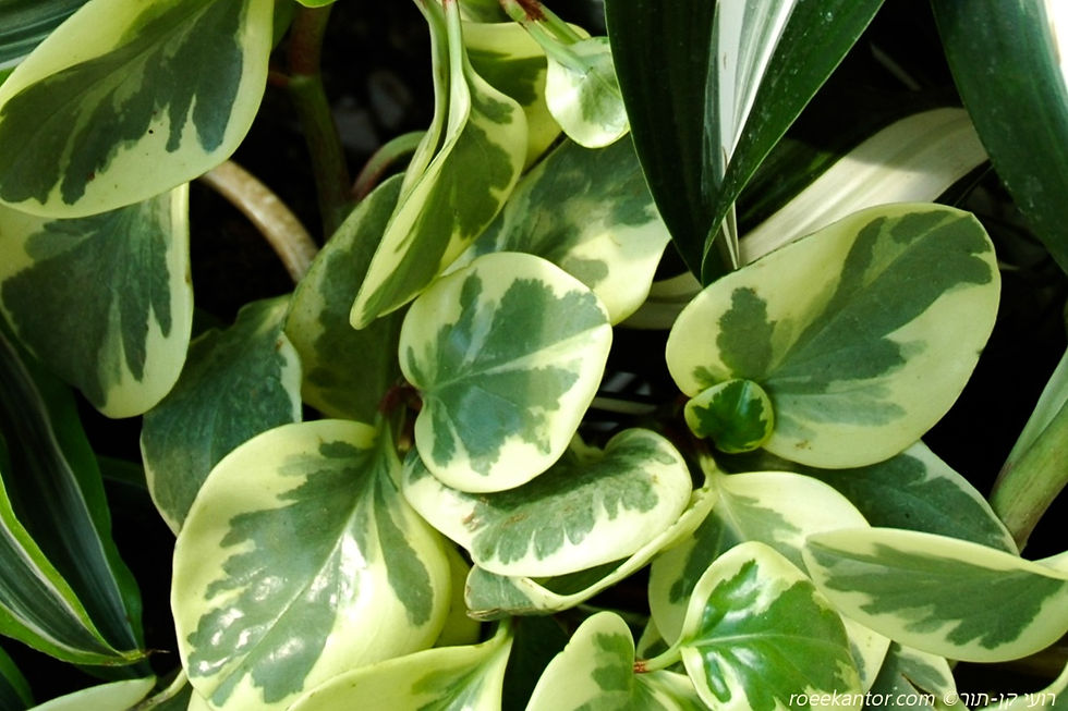 פפרומיה מגנולית מגוונת Peperomia magnoliaefolia 'Var'