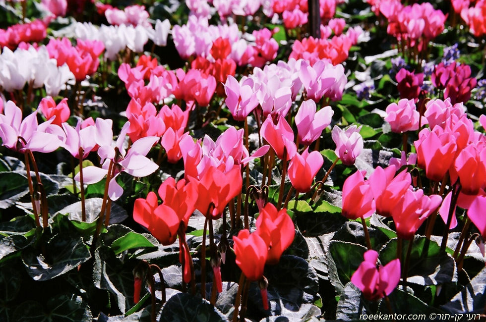 רקפת מצויה זן תרבותי Cyclamen persicum