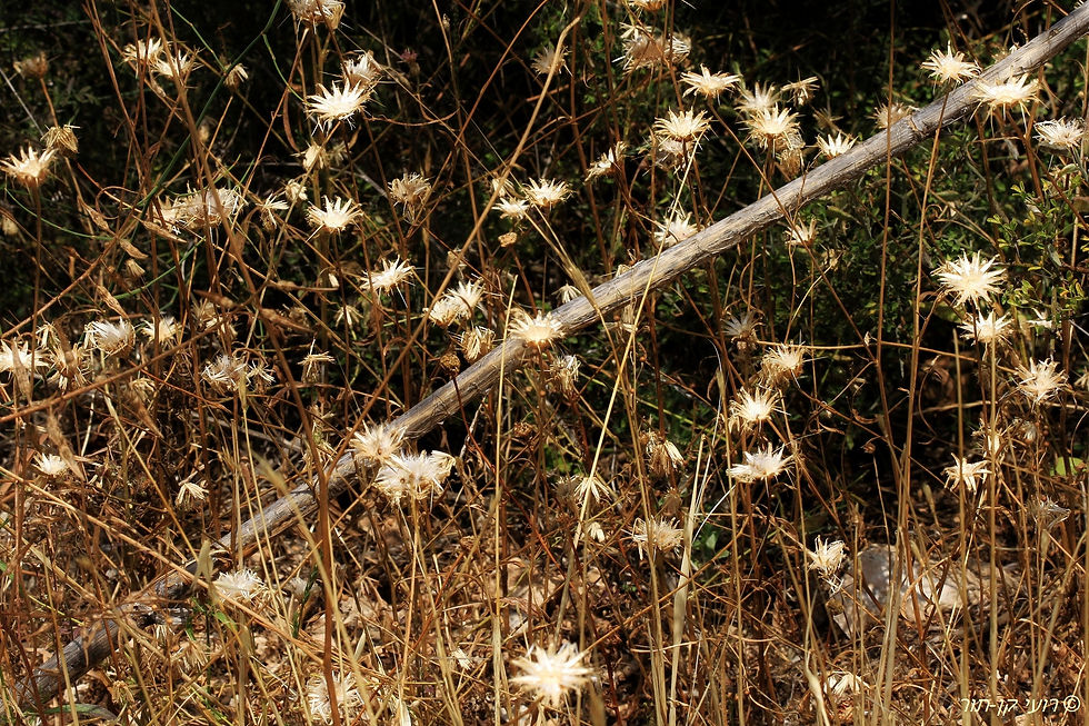שירת העשבים (14).JPG