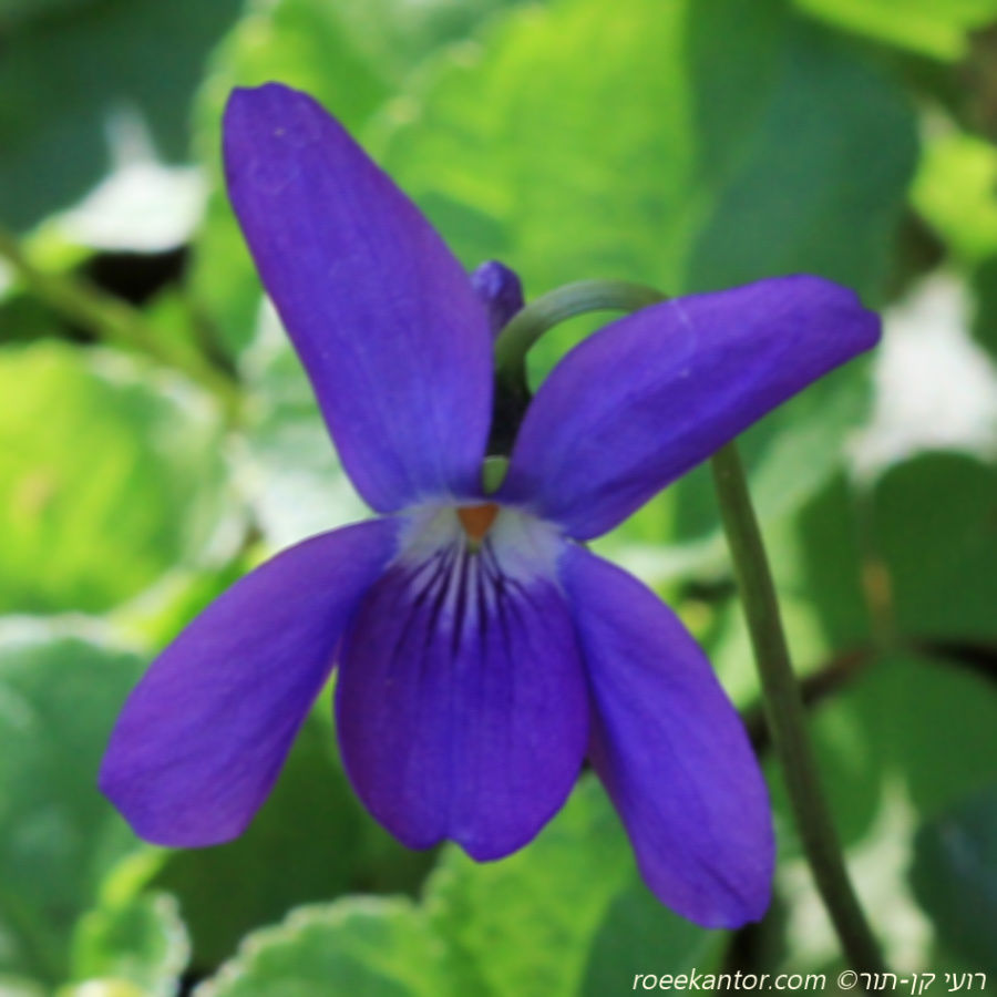 סגל ריחני Viola odorata