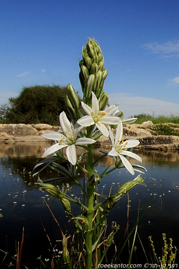 נץ חלב צרפתי Ornithogalum narbonense