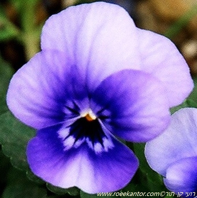 סיגל- אמנון ותמר Viola