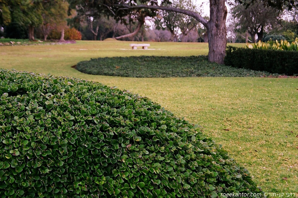 קריסה גדולת פרי 'גרין קרפט' Carissa macrocarpa 'Green Carpet'