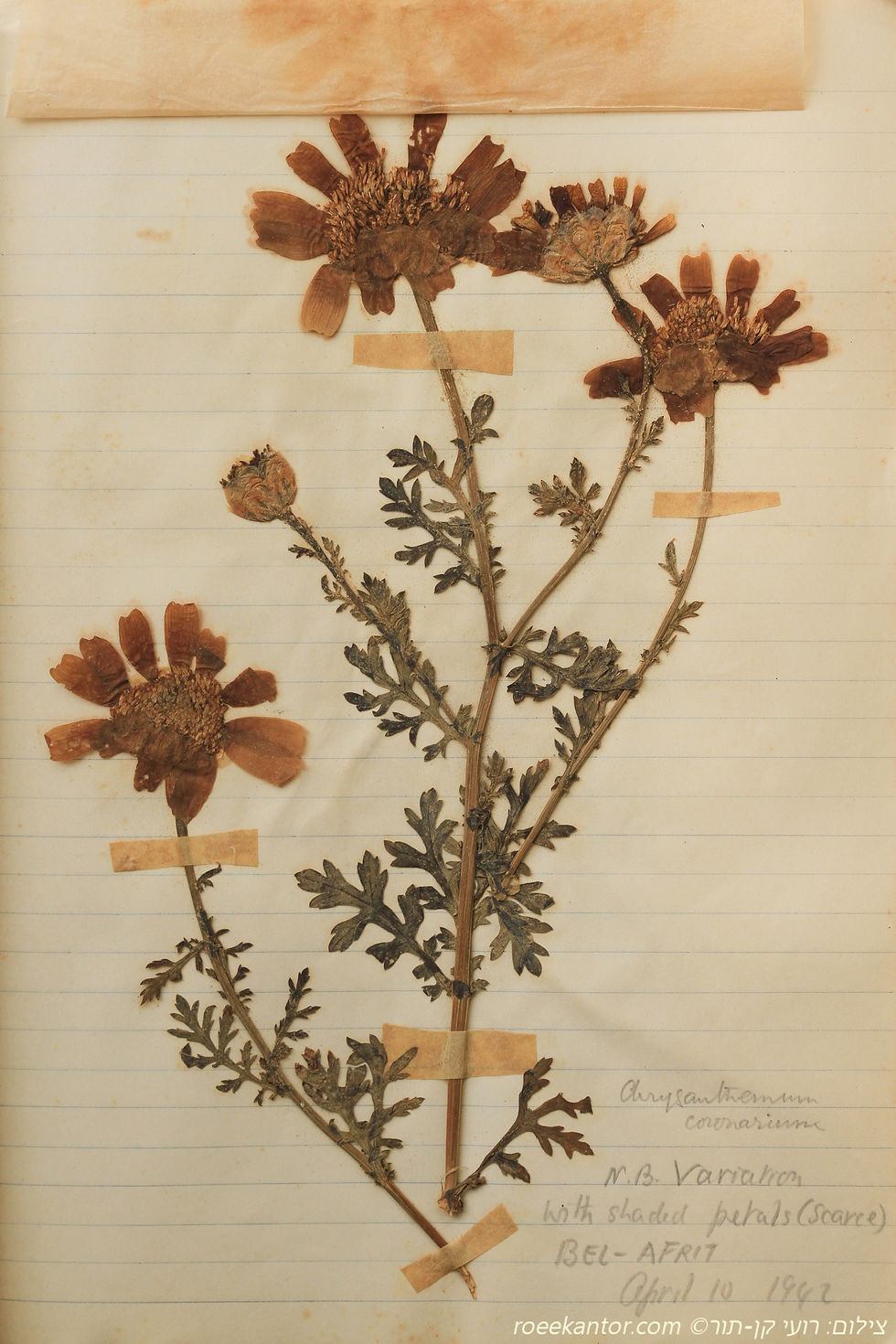 חרצית עטורה Glebionis coronarium