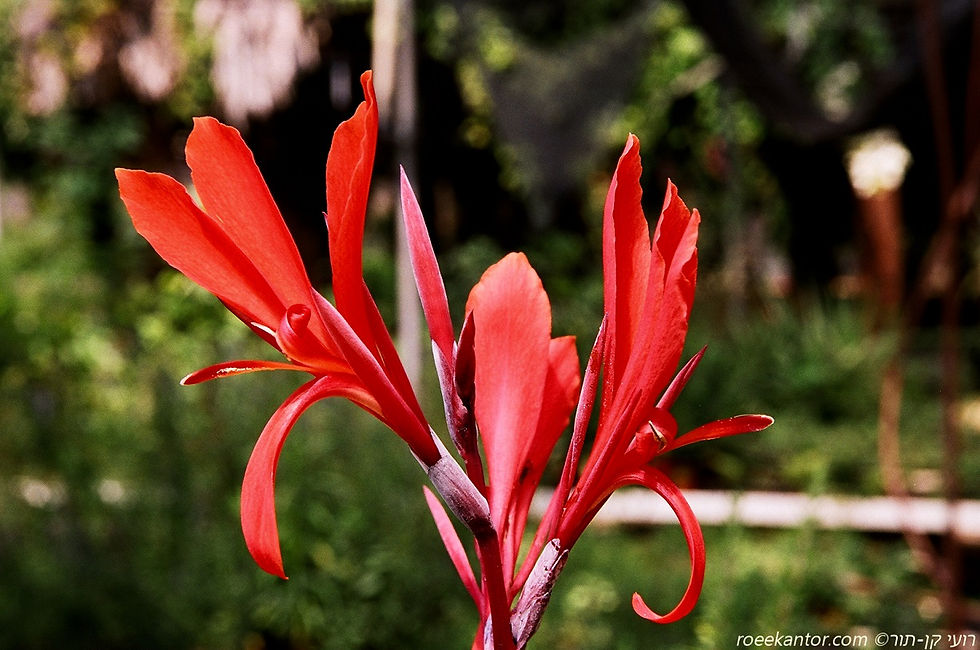 קנה הודית Canna indica