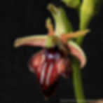 דבורנית הקטיפה Ophrys transhyrcana