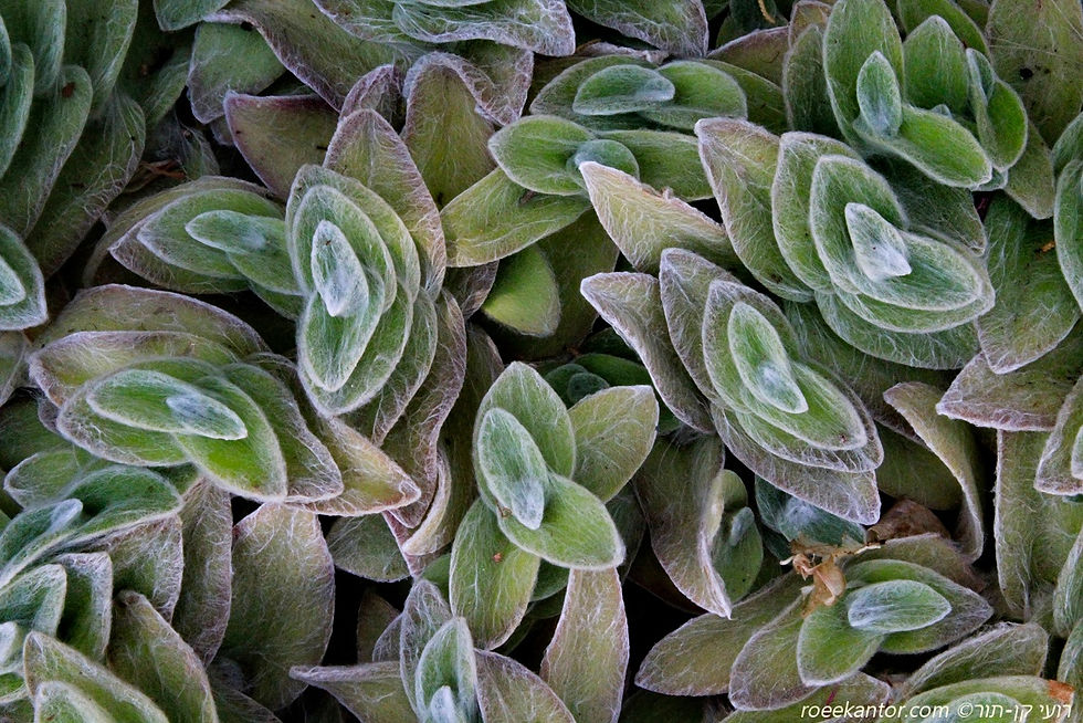 קטיפה לבנה Tradescantia sillamontana