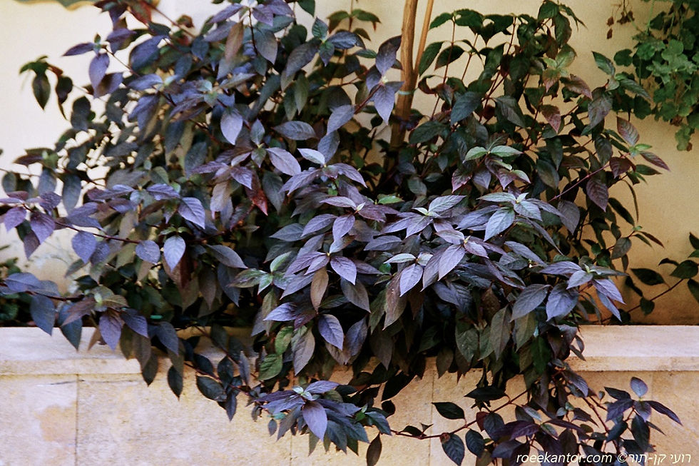 ביצן משונן 'רובי' Alternanthera dentata 'Rubiginosa'ra dentata