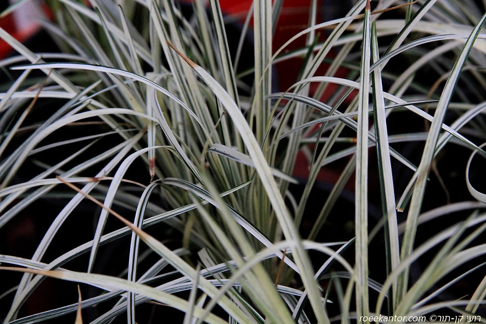 זקן-נחש יפני 'מגוון' Opiopogon japonicus 'Variegata'