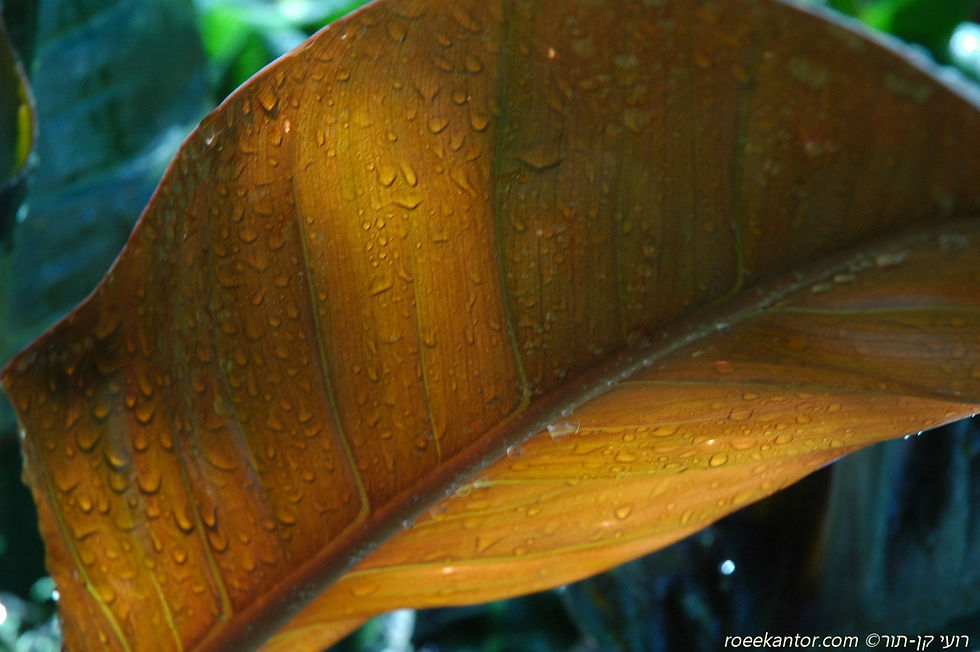 פילודנדרום 'רובי' Philodendron 'Rubi'