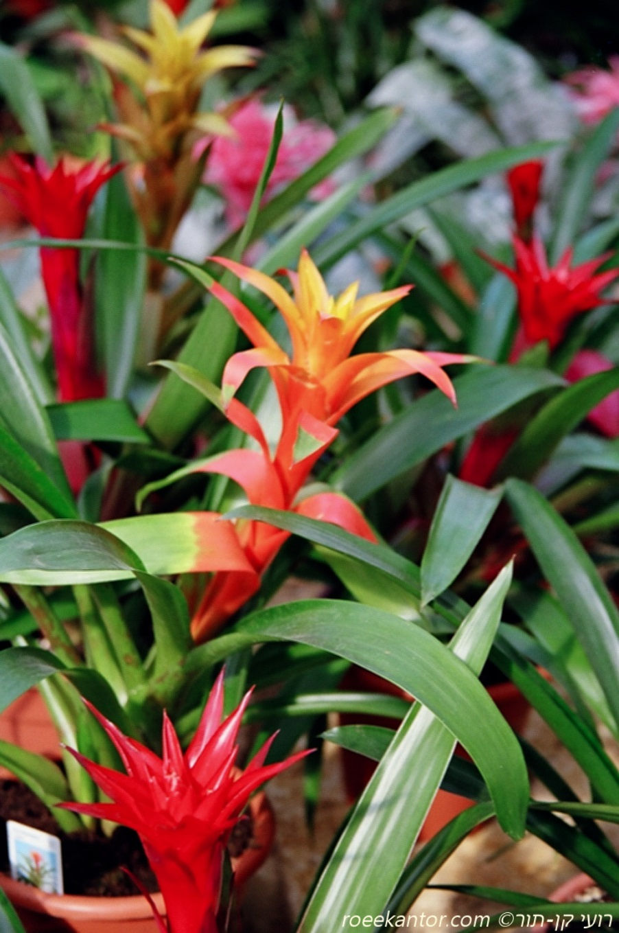גוזמניה Guzmania