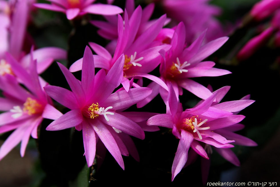 שלומברגיה (זיגוקקטוס) Schlumbergera (Zygocactus)