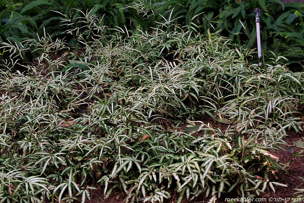 אברה כרתית 'לבנת-כנף' Pteris cretica 'Albolineata'