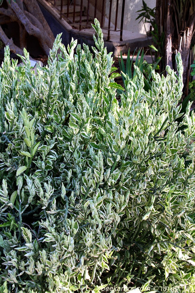 פדילאנתוס תיתימלוידס 'מגוון' Pedilanthus tithymaloides 'Varigatus'