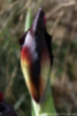 אירוס הארגמן Iris atropurpurea